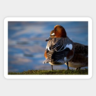 Wigeon enjoying the sunshine Sticker